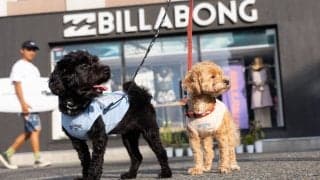 BILLABONGから日本発となるドッグウェアがリリース！ 4月25日（土）七里ヶ浜のPacific DRIVE-INでローンチイベントを開催