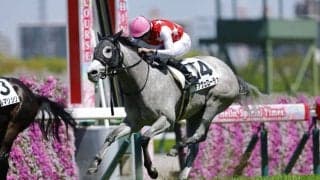 【阪神6R】マテラスカイ産駒・デアヴェローチェが人気に応える