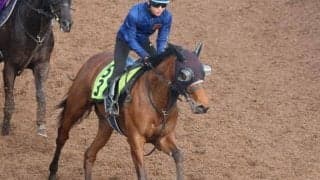 シスキンブルームなど、先週のゲート試験/栗東トレセンニュース