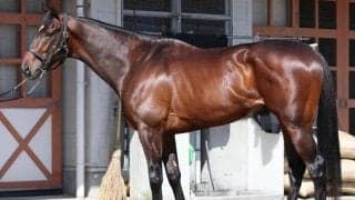 馬体派記者が「言うことがない」と絶賛 適性どんぴしゃの皐月賞出走馬