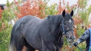 【皐月賞】唯一の重賞２勝馬リアライズシリウスは７枠１５番　陣営「内過ぎるよりは他馬の出方を見て進められる」