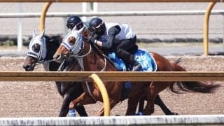 【読売マイラーズＣ・１週前】ウォーターリヒトは来週の動きに注目　石橋調教師「このひと追いで変わってくる」 　