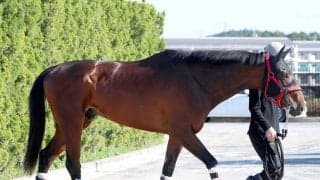 【皐月賞】若葉Ｓ馬のマテンロウゲイルは９０年以降、連対馬なしの４枠８番も陣営「競馬がうまい」