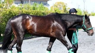 【皐月賞・金曜調整】Ｇ１馬ロブチェンは力強い脚取りで坂路を登坂　陣営も「納得のいく仕上がり」と自信