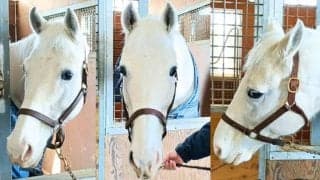 表情豊かで可愛い！白毛のアイドル馬・ハヤヤッコ１０歳の現在…性格や好物、１日の過ごし方など聞いた