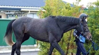 【皐月賞・金曜調整】「津村に運があれば勝つと思う（笑）」状態の良さうかがえるリアライズシリウス　手塚久調教師は手応え