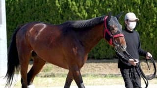 【皐月賞・金曜調整】「レースを使うのが１番の仕上げる方法」　野中調教師が経験豊富なマテンロウゲイルで大駆け狙う　