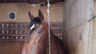 【皐月賞】マテンロウゲイルが決戦の地に到着　陣営は「輸送もおとなしかったです」と順調さをアピール