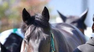 【皐月賞】ホープフルＳ覇者のロブチェン　「馬運車でエサもペロッと...」輸送を無事クリアして中山競馬場に到着