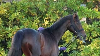 【皐月賞】報知杯弥生賞から連勝を狙うバステール　輸送を終えて中山競馬場へ到着　陣営「一戦、一戦の成長がすごい」