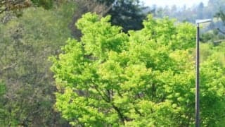 【皐月賞】カヴァレリッツォは初めての輸送も問題なし　陣営「毛づや、張りともにいい。距離も大丈夫でしょう」