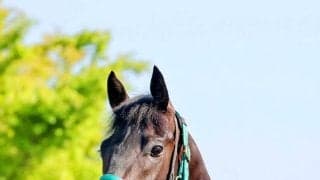 【皐月賞】混戦必至！オッズも割れ模様　前日の単勝１番人気はロブチェンの４・２倍　３連単は１番人気でも８２・９倍