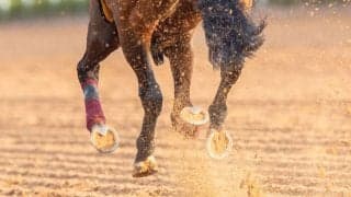 【阪神6R】8番人気の伏兵ロイスターがデビュー2連勝