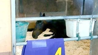 皐月賞Ｖのロブチェンは一夜明け馬房でゴロゴロ　陣営「松山騎手をダービージョッキーにしてあげたい」