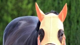 【チャンピオンズマイル】２４年の香港マイルは１３着...日本最強マイラーとなったジャンタルマンタルがリベンジへ