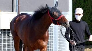 【注目馬動向】皐月賞１０着のマテンロウゲイルはスタートを悔やむ　次走は日本ダービーへ　野中調教師「ゲートが全てですね」