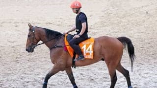 【香港チャンピオンズＭ】ヴォイッジバブル出走に黄色信号...左前肢に馬蹄腫　ジャンタルマンタル＆シュトラウスが出走予定