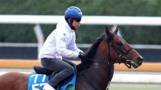 【読売マイラーズＣ】本格化したベラジオボンドが３連勝狙う　陣営「強い相手と戦う方が能力を出せると思います」