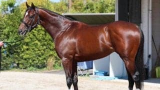 馬体派記者が「買わない選択肢はありえない」と太鼓判 マイラーズCで巻き返し狙う実績馬とは