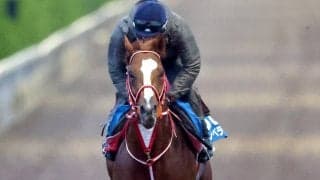 【注目馬動向】シンエンペラーは米国遠征を回避　岩田望来騎手との新コンビで天皇賞・春参戦へ