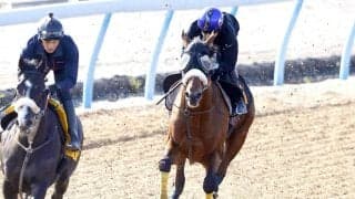 【青葉賞】武井調教師「１着がほしい」　重賞連続４着タイダルロックは初の東京で変わり身十分