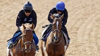 【天皇賞・春・１週前】戸崎圭太騎手を背にホーエリートがラスト１１秒０　「毎回成長を感じます」と大仕事の予感