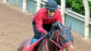 【読売マイラーズＣ】前走で新境地を開いたドラゴンブーストが重賞初制覇へ　藤野調教師「前走は不安要素を解消する走り」