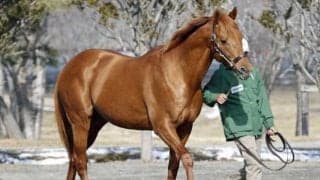 ノボバカラ産駒のエルダーフラワーが勝利 新種牡馬の勝ち上がり第1号に
