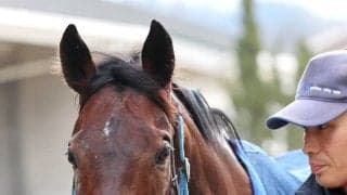 【読売マイラーズＣ】オフトレイルは８戦馬券圏内７度の京都コースに自信あり　吉村調教師「開幕週も気になりません」