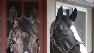 父はイクイノックス　無敗３冠牝馬デアリングタクトの２番子を岡田牧雄代表が高評価　追い求めてきた良質な筋肉