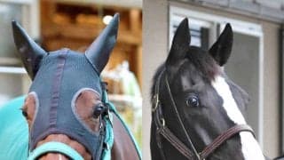 愛くるしいキャラで人気のライラックはイクイノックスと種付け　岡田牧雄代表「どんな子供が産まれるかを見てみたい」