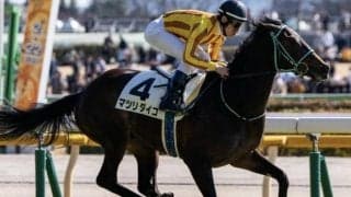 母は名牝サラフィナ マツリダイコが無傷2連勝なるか