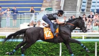 【香港・チャンピオンズＭ】シュトラウス絶好調　武井調教師「『最高の状態』と言っていた」モレイラ騎手を背に追い切り