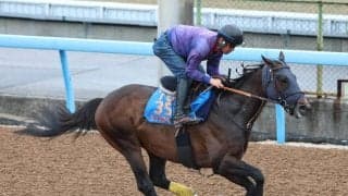 【読売マイラーズＣ】陣営「結果で応えたいですが…」　シックスペンスは転厩初戦の難しさを感じながらの再出発