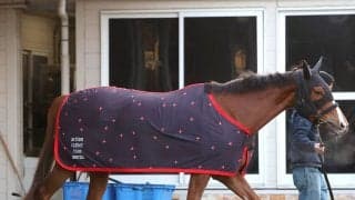 【注目馬動向】ミュージアムマイルの妹フェスティバルヒルは疲労が抜け切らずに春休養　骨折明けの桜花賞は１７着