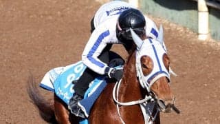 【読売マイラーズＣ】ウォーターリヒトは角馬場からＤＰコースで最終調整　石橋調教師「問題なく来ている」