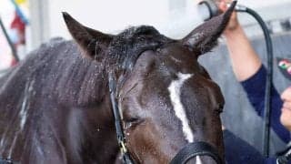 【青葉賞】川田将雅騎手の１番人気ブラックオリンピアは３着でダービー切符届かず　友道調教師「前が詰まってしまった」