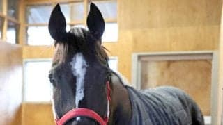 サンライズホークが大井競馬へ移籍　２４年かきつばた記念・Ｊｐｎ３など重賞３勝