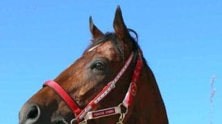 【注目馬動向】フォーエバーヤングは凱旋門賞かＢＣクラシックが大目標！　状態次第で国内出走も