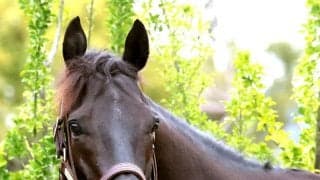 【Ｇ１・１週前まとめ】クロワデュノールの斉藤崇調教師「３、４コーナーまでリズムよく運べば」天皇賞・春