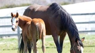 天皇賞・春４年連続参戦の小さなアイドル・メロディーレーンの今は　岡田牧雄代表「驚くぐらいお母さんとして優秀」