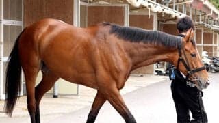 【Ｇ１トク捜リレー】美浦・イシゴー記者の注目は史上２頭目牝馬Ｖを狙う５歳馬　金曜輸送で対策十分　天皇賞・春