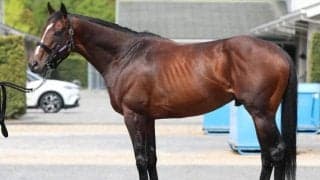 5年連続馬券圏内の波に乗るか 天皇賞(春)で馬体派記者が太鼓判押す一頭は