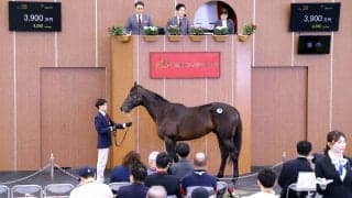 【ブリーズアップセール】新種牡馬カラヴァッジオ産駒の牡馬「ブライトメッセージの２０２４」が３９００万円で落札