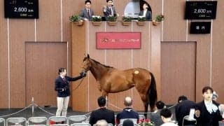 【ブリーズアップセール】牝馬の最高落札額は「トーセンナチュラルの２０２４」の２６００万円