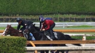 エムズビギン、京都新聞杯1週前追い切り速報/栗東トレセンニュース