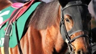名牝モズスーパーフレアの初仔 モズエムブイピーがデビュー勝ち狙う