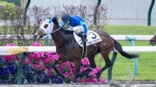 【京都6R】1番人気ゼロヴィジビリティが連勝で2勝目