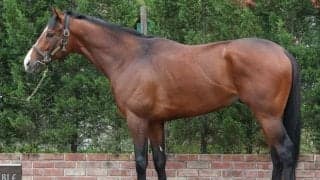 叩き2戦目と距離短縮で巻き返しへ 馬体派記者が選ぶNHKマイルCの注目馬は