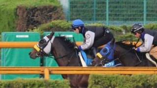 シュガークン、新潟大賞典1週前追い切り速報/栗東トレセンニュース